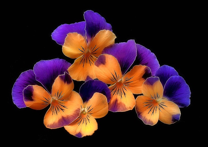 Violas