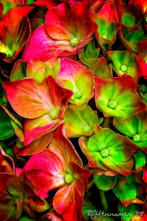 Red Hydrangea