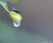 Dew Drop Fly