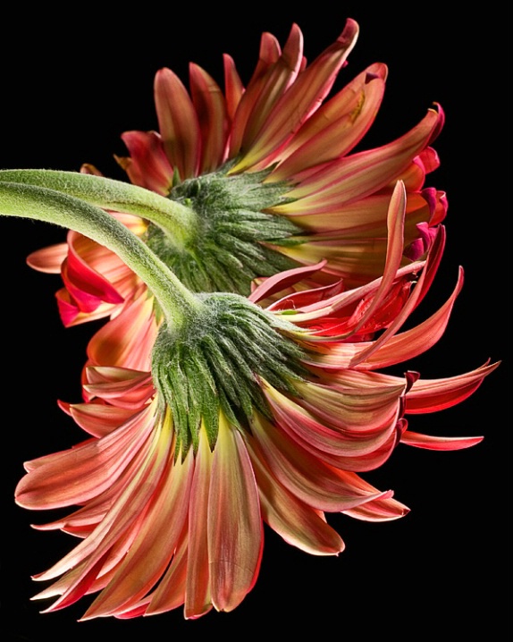 Gerbera Duet