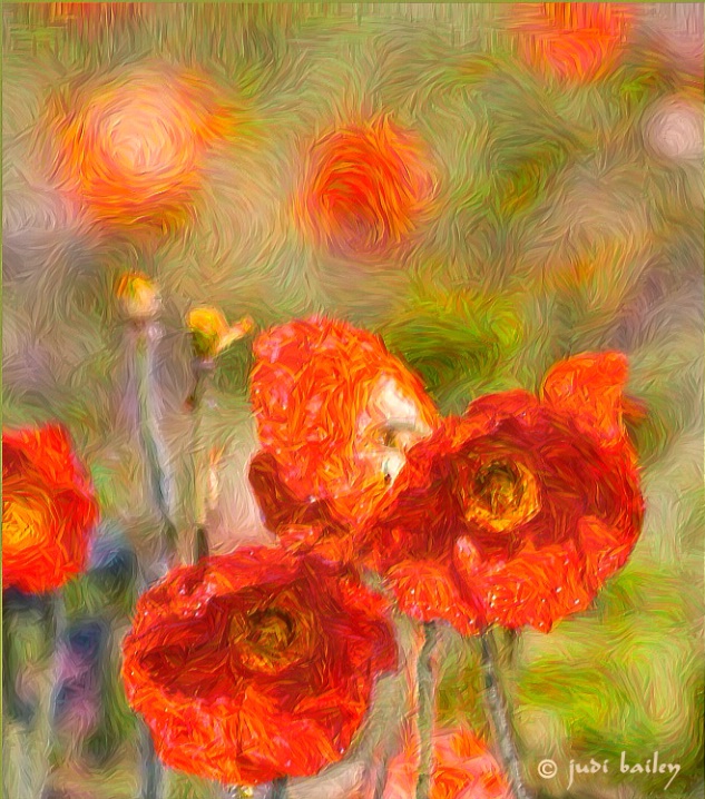 "Poppies Van Gogh"