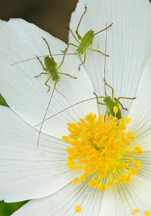 cricket_trio