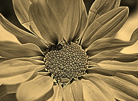 Duo-toned Daisy