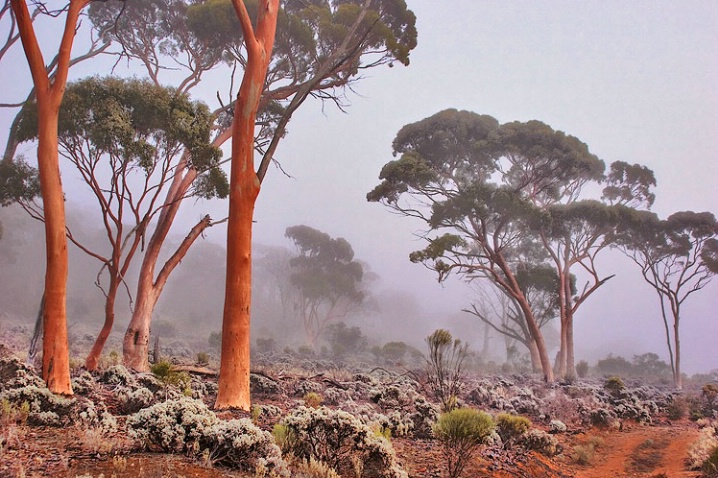 Salmon Gums in the Mist