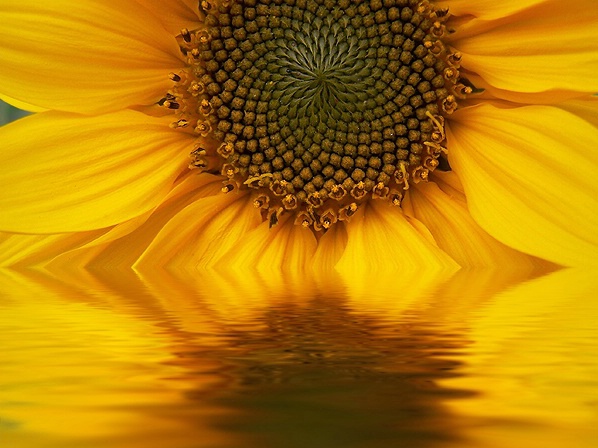sunflower's reflection