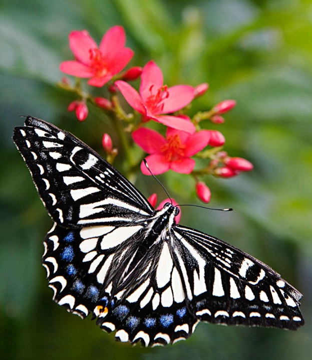 Beauty as a Butterfly