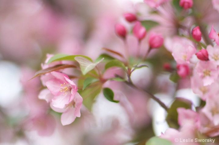 Late spring blossoms