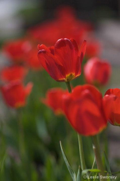 Red Tulips