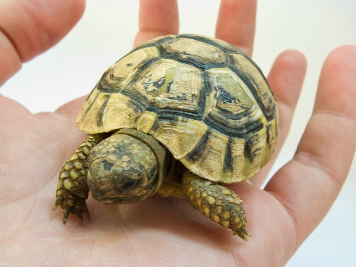 A little turtle in my hand (A)