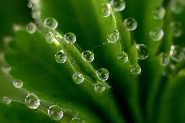 Pearls on Green