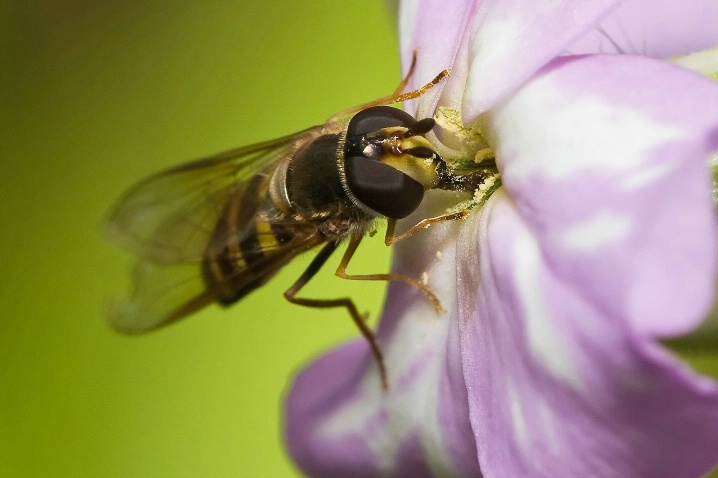 Hoverfly on a blossom
