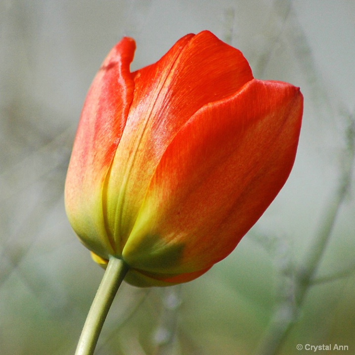 TULIP BLOWING IN THE WIND