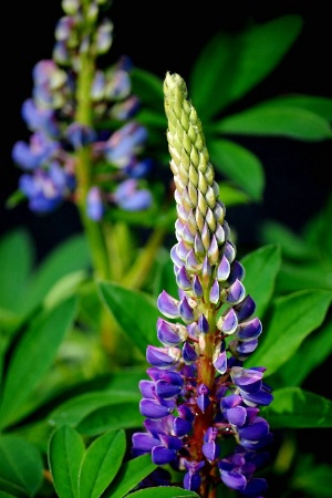 Cape Breton Lupins