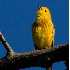 © Marilyn S. Neel PhotoID # 6250612: _yellow-warbler-_male_dej1229
