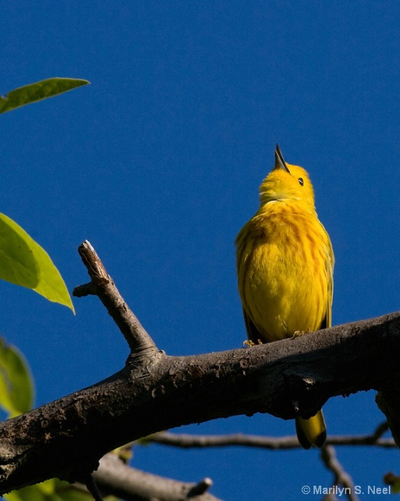 yellow-warbler-_male__dej1228 - ID: 6250618 © Marilyn S. Neel