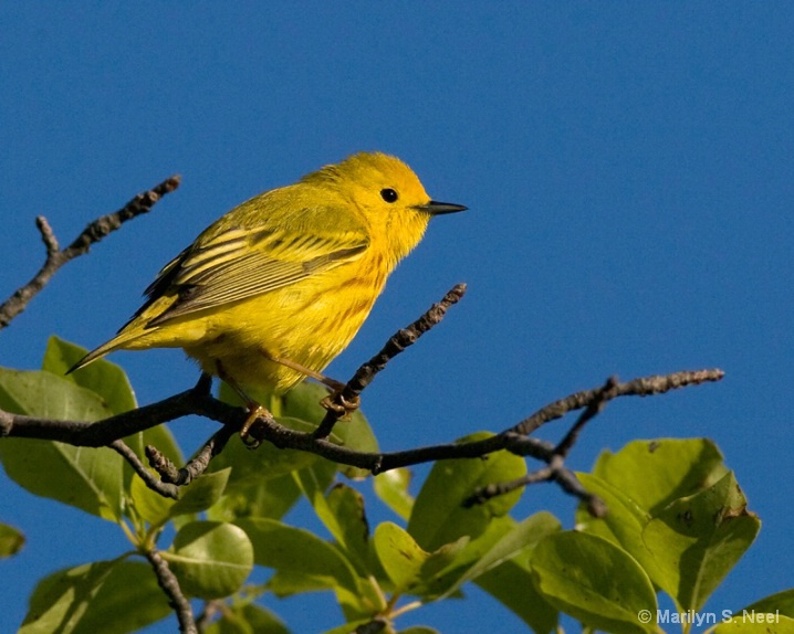 yellow-warbler-_male_- - ID: 6250621 © Marilyn S. Neel