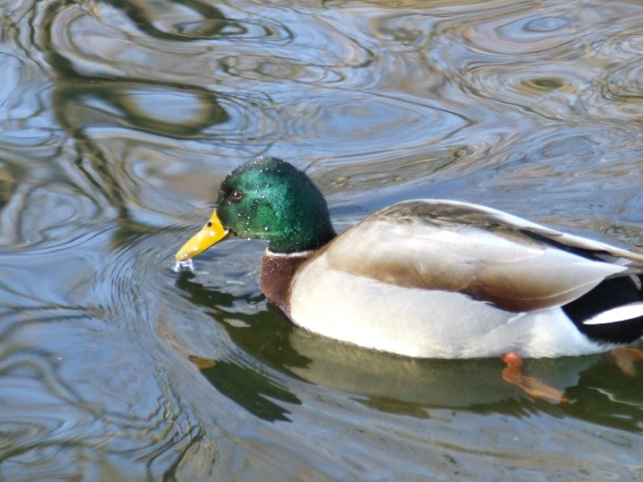 Mallard Duck2