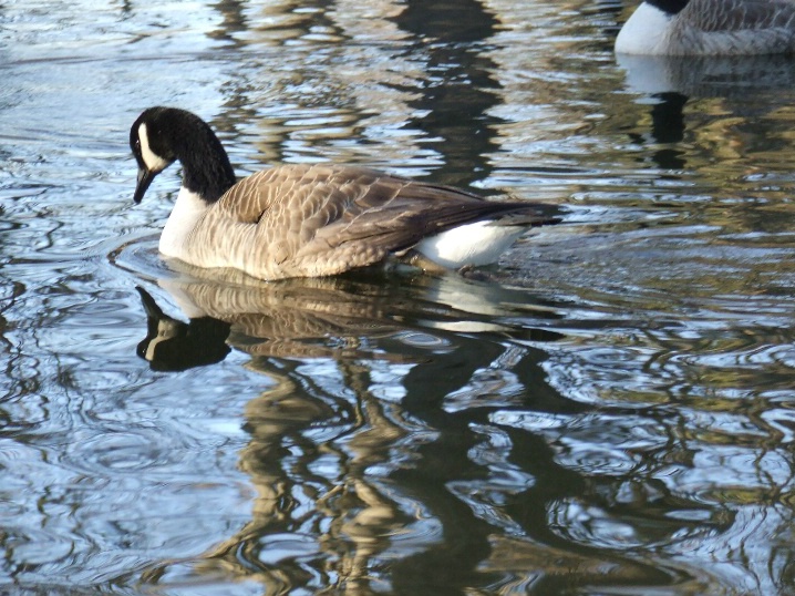 Canadian Geese2