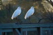 Two Egrets?