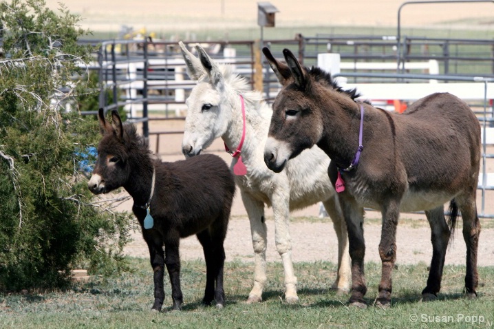 Lil' Abner and Aunties