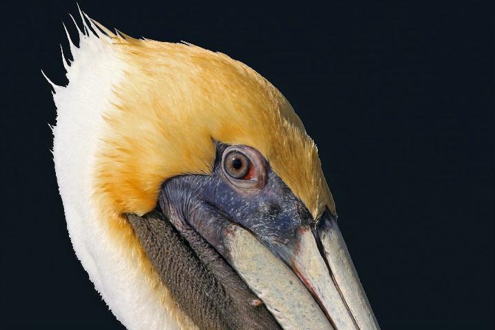 Portrait of Pelecanus Occidentalis #2