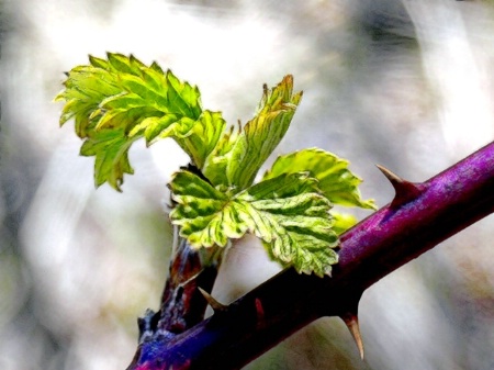 Thorn Vine Bud