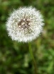 just dandy