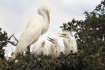 Egret Family