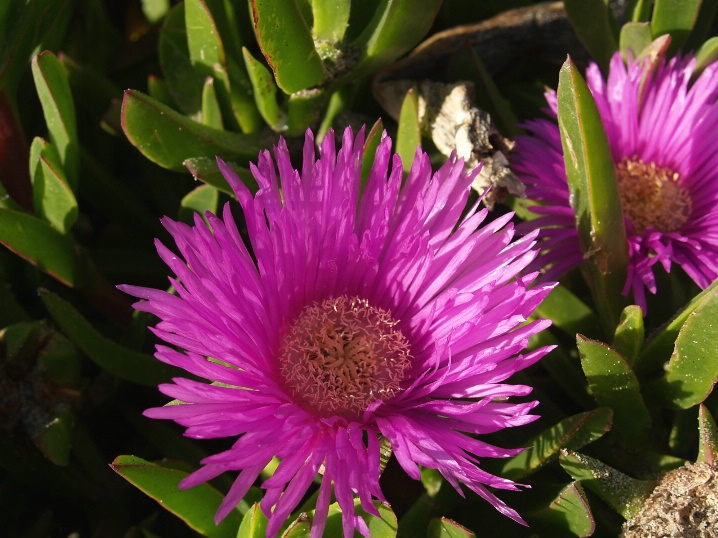 Pink Flower