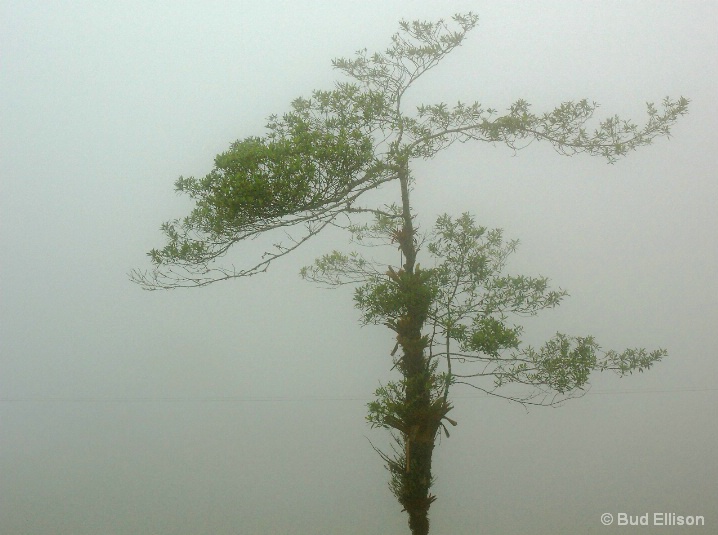 Tree In The Cloud Forest