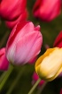 ** Tulips **