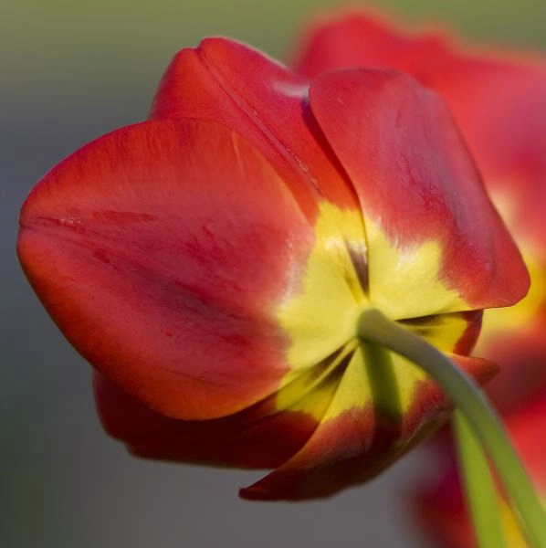 Tulip Close-up - ID: 6263783 © John Singleton