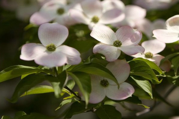 One of Many Blossoms - Dogwood - ID: 6263785 © John Singleton