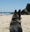 Dog's Eye Vie...