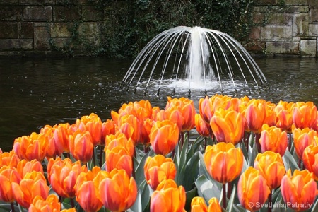 Tulips and waterworks