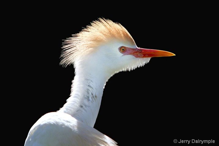 Cattle Egret in mating attire