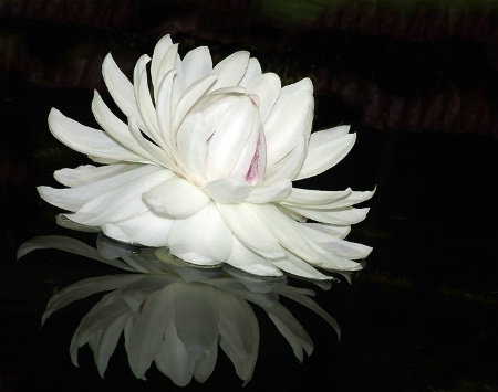 African Water Lilly.