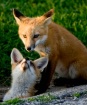Foxy Duo