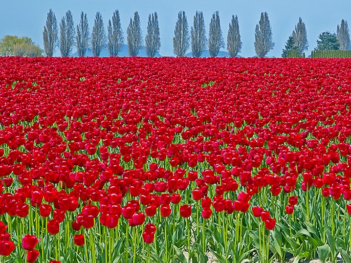 Spring in Skagit Valley