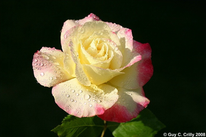 Sprinkled Rose