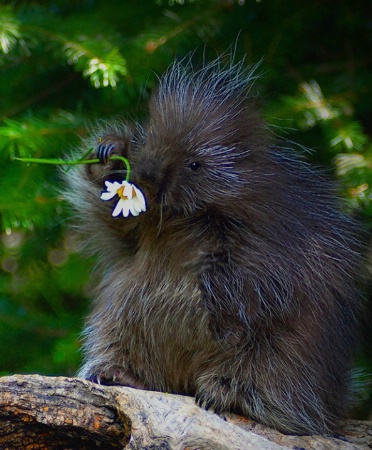 Spike's first flower...