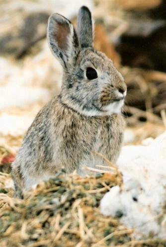 cottontail