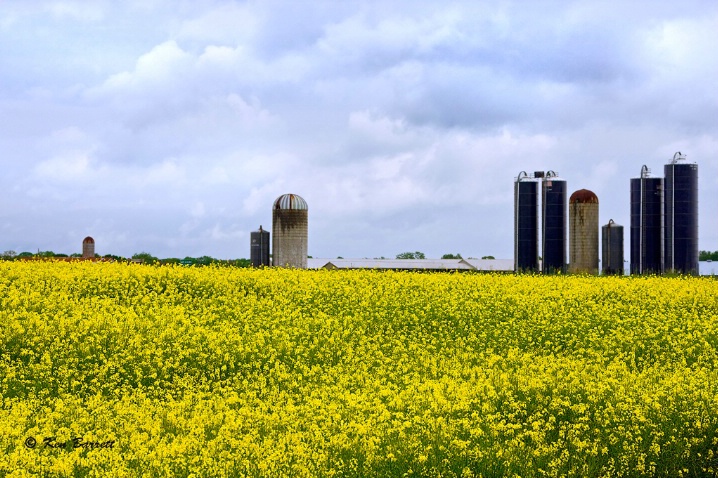 Mustard Fields of Georgia