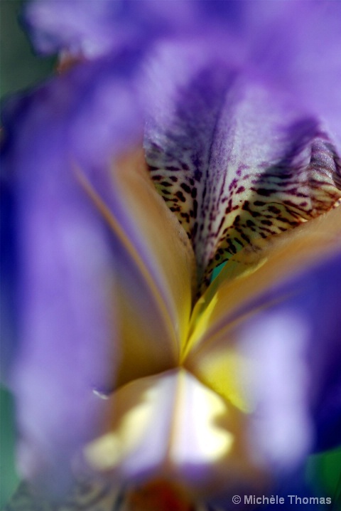 Purple Haze - ID: 6273585 © Michèle J. Thomas