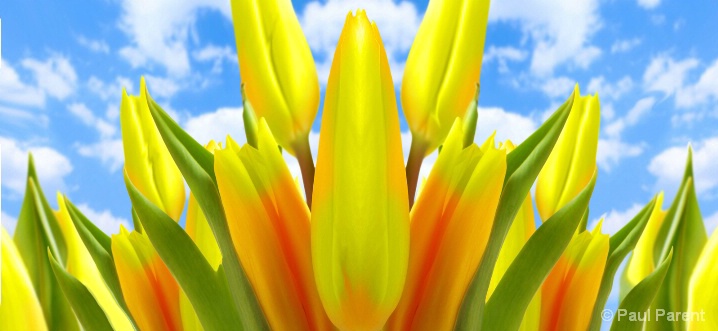 Flower & Sky - ID: 6275158 © paul parent