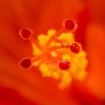 Tears of Red