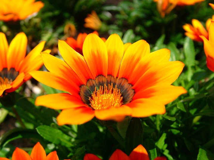 Orange Flora 1