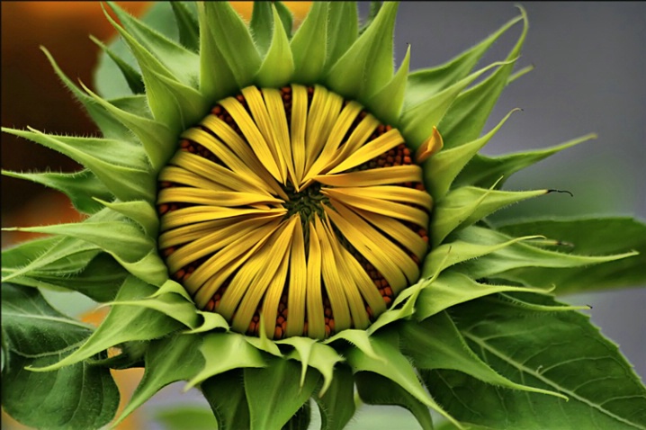 Sunflower Emerging