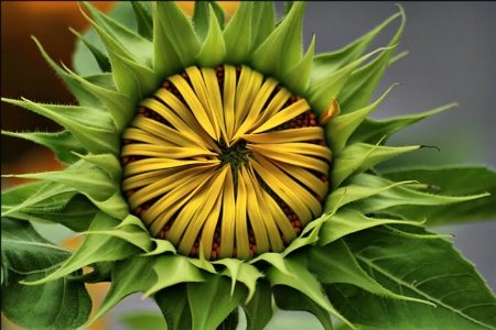 Sunflower Emerging