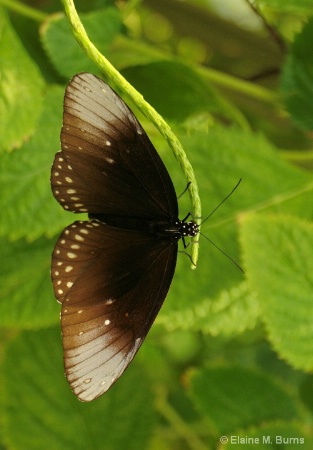 Common Crow Butterfly